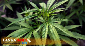 ගංජා වැවිල්ලට වෛද්‍ය සංගමයේ විරෝධය