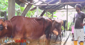 පිටි කිරි මා‍ෆියාව ක්‍රියාත්මකයි! කිරි ගොවියා හාන්සියි! වසරක් ඇතුළත දියර කිරි නිශ්පාදනය ඉවරයි!   