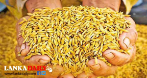 වී තොග සතොස ඇතුළු වෙළෙඳ ජාලයන්ට නිකුත් කරන්න වැඩපිළිවෙලක්