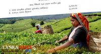 වතු කම්කරු අවම වැ‍ටුප දෙගුණයකටත් වඩා වැඩිවී තිබේ  