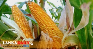 බඩඉරිඟු වගා කිරීමට අවශ්‍ය සියලු පොහොර නොමිලේ