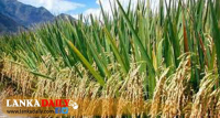 බාස්මතී සහල් වෙනුවට ආදේශක  වී ප්‍රභේද ‌02ක් සාර්ථක ලෙස හදුන්වා දෙයි