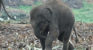 අලි හොරකම් කළ අලි හොරු