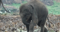 අලි හොරකම් කළ අලි හොරු
