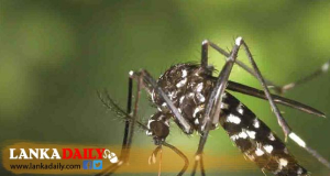 මඩකලපුවේ ඩෙංගු උණ සීඝ්‍රයෙන් පැතිරයයි