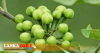 කමුද  තිබ්බටු