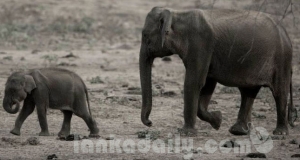 අලි ජාවාරම මඩින්නට නව රජයේ සහාය පතයි