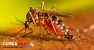 රටම ආවරණය වන පරිදි විශේෂ ඩෙංගු මර්දන සතියක්