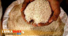 මාස 02ක් නොමිලේ හාල් දෙන්න රජයෙන් තීරණයක්    