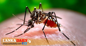 ඩෙංගු මදුරුවන් බෝවීමේ වර්ධනයක් -මැයි 26 සිට ජාතික ඩෙංගු මර්දන සතියක්