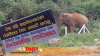 වනඅලි කළමනාකරණ රක්ෂිතය ගැසට් කිරීමට අමාත්‍ය මණ්ඩල අනුමැතිය