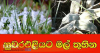 අදත් මීදුමෙන් වැසේ . නුවරඑළියටත් මල් තුහින