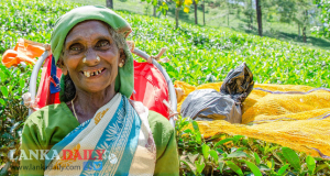 වතු කම්කරුවන්ගේ දෛනික වැටුප රු.1000 දක්වා වැඩි කෙරේ