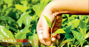 2021 අවසන් වන විට තේ අස්වැන්න 30%කින් අඩුවෙයි – කුඩා තේ වතුහිමියන්ගේ සංගමය