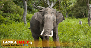 ලංකාවේ අලි ටික විකුණන්න සැළසුමක්