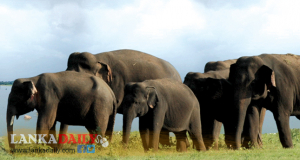 වසර 10කට පසු වන අලි සංගණනයකට සැලසුම්