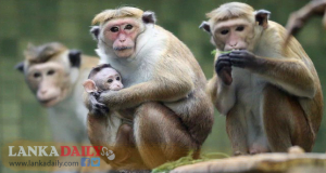 රිලවුන්‌ට ස්ථාන මාරු.. රට පටවන්නත් අදහසක්   