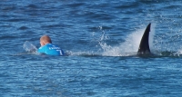 Surfing ලෝක ශූරයාට එල්ල වූ මෝර ප්‍රහාරය (video)