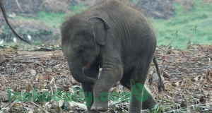 ජපානයට තව අලියෙක්