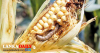 සේනා සේනාවෙන් ගොවියන්ට යළි ආක්‍රමණ !