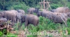වයඹ වනජීවී කලාපයේ අලි නිජබිම් අක්කර පන්සියයකට වැඩි ප්‍රමාණයක් කොම්පැණිකරුවන්ට බිළිදෙයි !