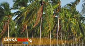 ලබන සතියේ සිට පොල්ගස් කැපීම තහනම් !