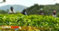 වැඩි කළ වතු සේවක වැටුප නොලැබෙයිද ?