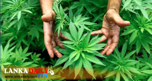 ඖෂධ නිෂ්පාදනය සඳහා කංසා වගාකිරීමට ආයෝජකයන් කැඳවීමට කැබිනට් පත්‍රයක්