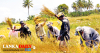 තරුණ කෘෂි ව්‍යවසායකත්ව ගම්මානවලට රු. මිලියන 1600ක් ලබා දීමට පියවර