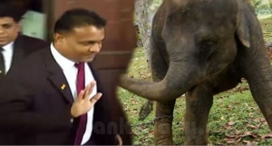 අලි උස්සපු විනිසුරු තිළිණ ගමගේට අධි චෝදනා
