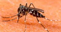 කොළඹට එන අයට ඩෙංගු අවදානමක්