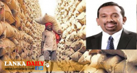 කෘෂි ඇමැති, මෝල් හිමියන් මට්ටු කරන්න වී වැඩියෙන් මිළදී ගනී   