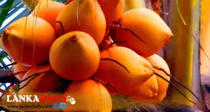 ලංකාවේ තැඹිලි වලට පිටරට හොද ඉල්ලුමක් -අපනයනය ඉහළ දැමීමටත් පියවර