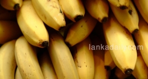 කෙසෙල් කන්න සුවෙන් ඉන්න