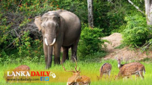 වනජීවීන් ඇතුළු රක්ෂිත භූමි දැඩි අවදානමක !   