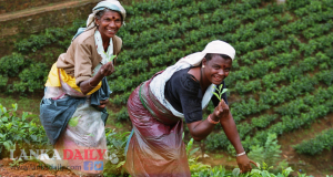 වැඩි කළ වතු කම්කරු වැටුප් ගෙවීමට අසමත් නම් බදු ගිවිසුම් අවලංගු කිරීමේ තීරණයක්   