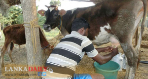 දියර කිරි නිෂ්පාදනය නැංවීමට ගොවියන් 3000 කට ආධාර   