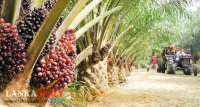 තහනම් කළ කටුපොල් වගාවට නැවත හොඳ කලක්.