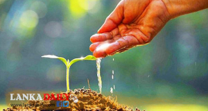රසායනික පොහොර නැතුව බැරිය, කියන හරකුන්ට...!