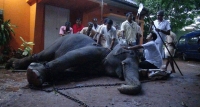 පැය 12කට පසු අලියා නැඟිටියි