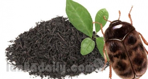 තේ වලට රිංගපු කුරුමිණියා සැකයි...මූ මීට කලින් දැකලා නෑ,