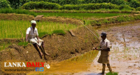 පුරන්කුඹුරු අස්වැද්දීමේ ජාතික සංග්‍රාමය අදින් ඇරඹේ !