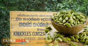 නකල්ස් වනාන්තරයේ එනසාල් වගා කිරීමට රජය ගත් තීරණයට පරිසරවේදීන්ගේ විරෝධය