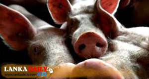 සූකර ගොවීන් සඳහා සූකර රක්ෂණ යෝජනා ක්‍රමයක්