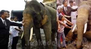 කෝටි 26 යේ ඇත් රජු මෙන්න !