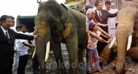 කෝටි 26 යේ ඇත් රජු මෙන්න !