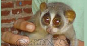 වඳවීගෙන යන උණ හපුළුවක් අනුරපුරෙන්