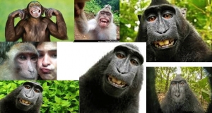 වඳුරා ගත් selfie photo එකට නඩු