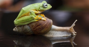 ගෙම්බාගේ අමුතු ආදරේ (photos)