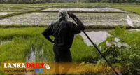 වගා හානියට පත් ගොවි ජනතාව සඳහා වන්දි ලබාදීම අද (30) සිට
